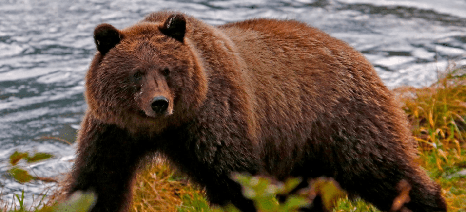 Urso pardo na natureza