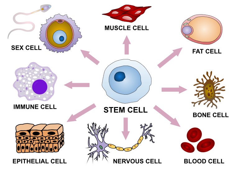 Esquema de célula estaminal com vários percursos de diferenciação para originar células especializadas.