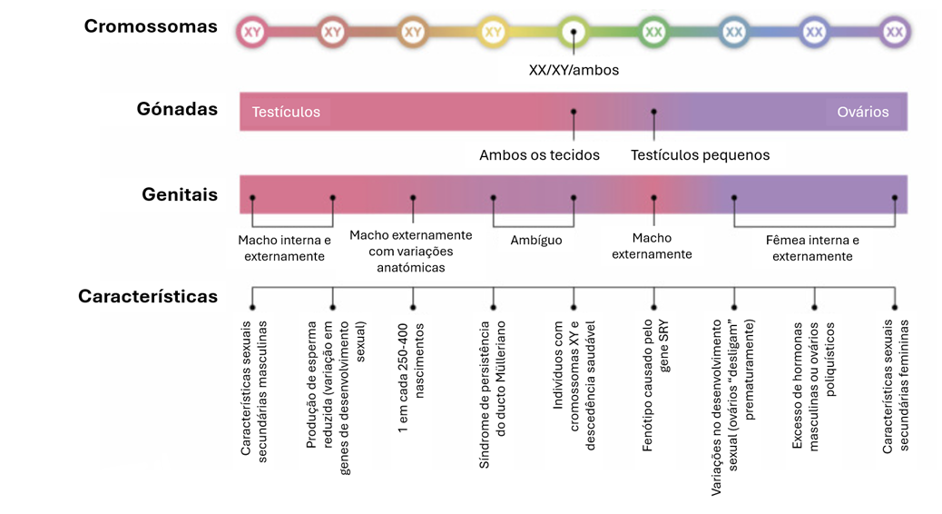 A grande variabilidade no processo de determinação do sexto leva a que este não seja binário, mas sim um espetro. Imagem adaptada do inglês. Créditos: Christoph Rehmann-Sutter et al., 2023.