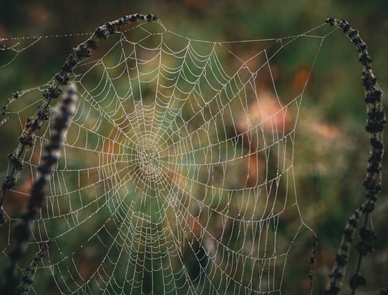 Teia de aranha