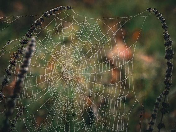 Teia de aranha