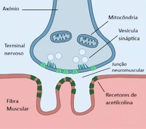 Localização da junção neuromuscular
