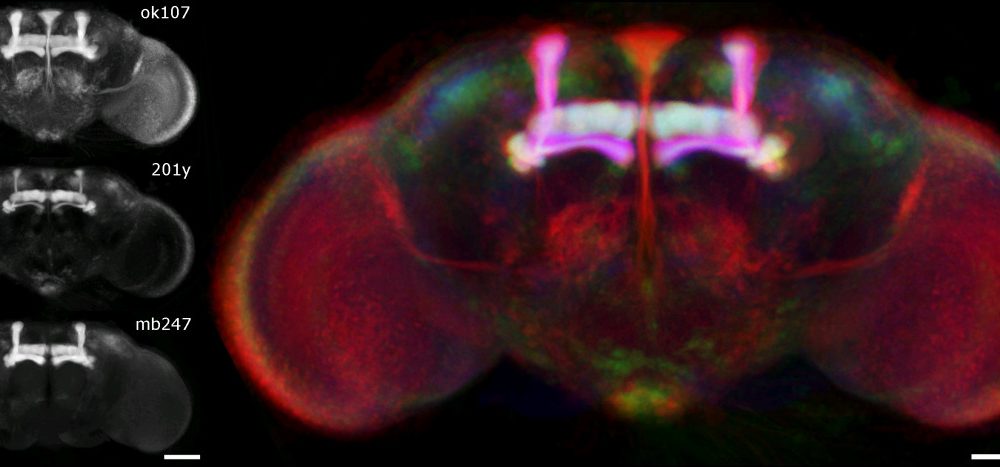 Cérebro da mosca-da-fruta: Drosophila melanogaster, visualizado a partir de microscopia confocal. Fonte: The Virtual Insect Brain protocol: creating and comparing standardized neuroanatomy (© 2006 Jenett et al; licensee BioMed Central Lt, - Commons Attribution License)