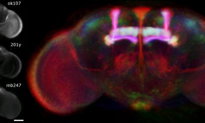 Cérebro da mosca-da-fruta: Drosophila melanogaster, visualizado a partir de microscopia confocal. Fonte: The Virtual Insect Brain protocol: creating and comparing standardized neuroanatomy (© 2006 Jenett et al; licensee BioMed Central Lt, - Commons Attribution License)