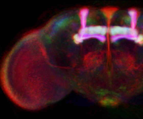 Cérebro da mosca-da-fruta: Drosophila melanogaster, visualizado a partir de microscopia confocal. Fonte: The Virtual Insect Brain protocol: creating and comparing standardized neuroanatomy (© 2006 Jenett et al; licensee BioMed Central Lt, - Commons Attribution License)
