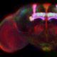 Cérebro da mosca-da-fruta: Drosophila melanogaster, visualizado a partir de microscopia confocal. Fonte: The Virtual Insect Brain protocol: creating and comparing standardized neuroanatomy (© 2006 Jenett et al; licensee BioMed Central Lt, - Commons Attribution License)