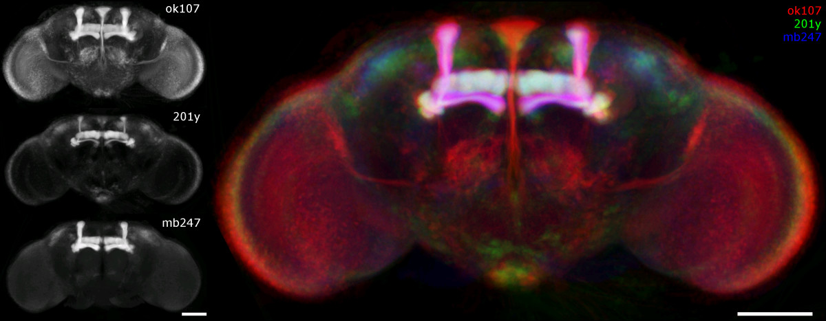 Cérebro da mosca-da-fruta: Drosophila melanogaster, visualizado a partir de microscopia confocal. Fonte: The Virtual Insect Brain protocol: creating and comparing standardized neuroanatomy (© 2006 Jenett et al; licensee BioMed Central Lt, - Commons Attribution License)